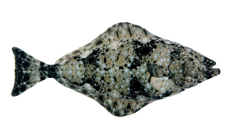 Atlantic halibut