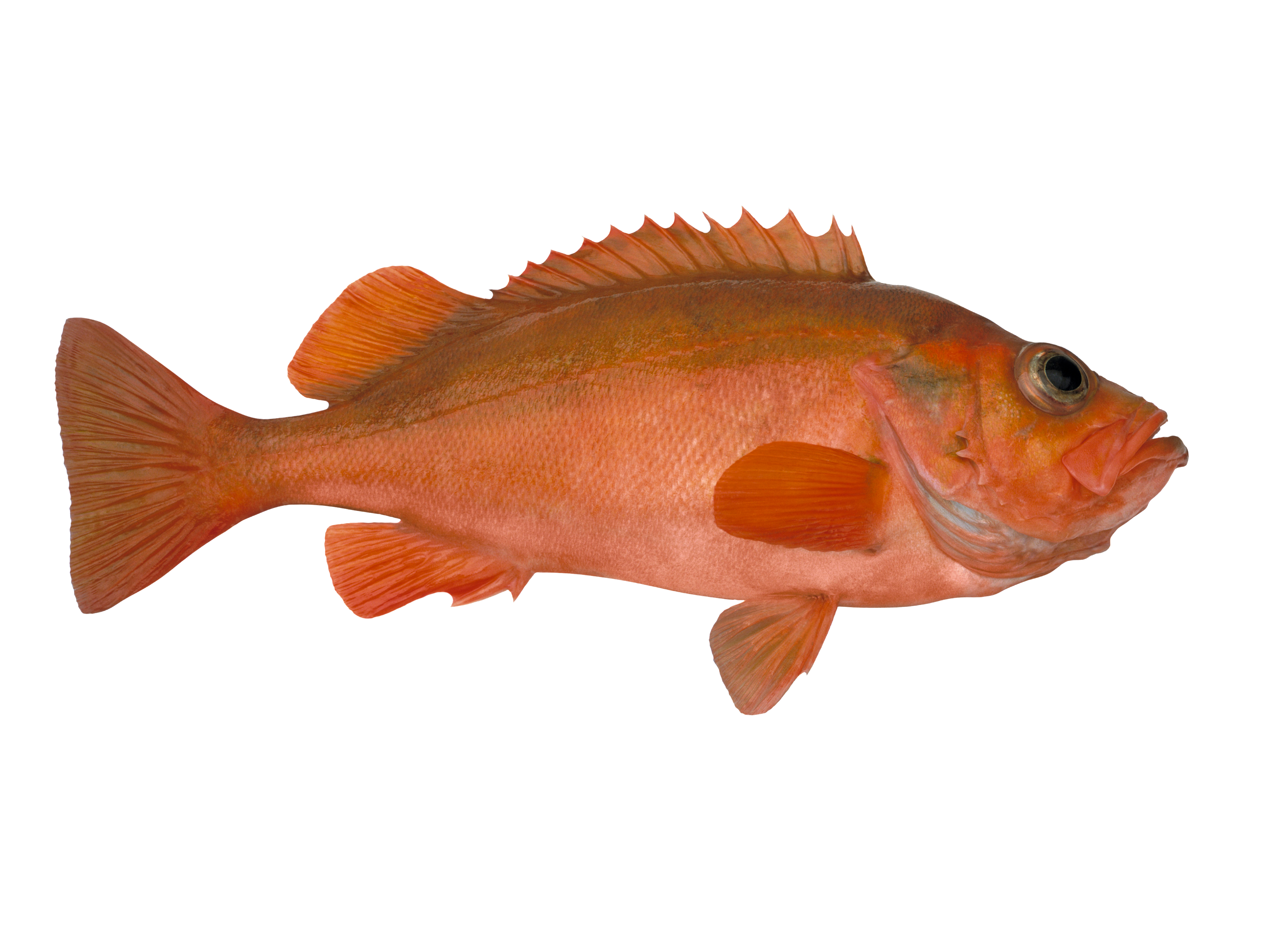 Redfish