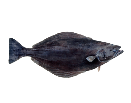 Greenland halibut